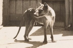 thylacine1936