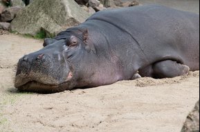 The Sleepy Hippo
