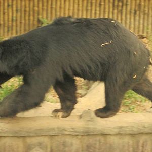 Alipore Zoological Gardens - ZooChat