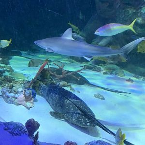 SEA LIFE Michigan Aquarium - ZooChat