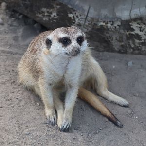 Zoo de Granby - ZooChat