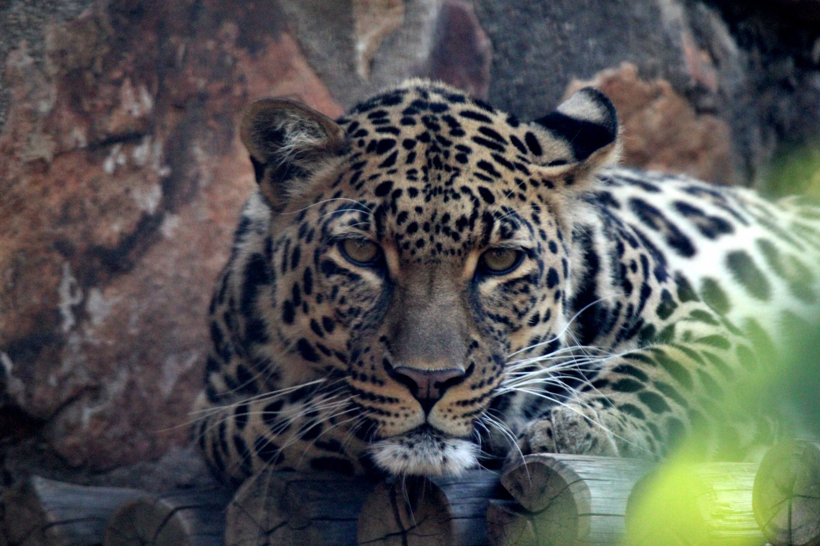 African leopard (Panthera pardus pardus) - ZooChat
