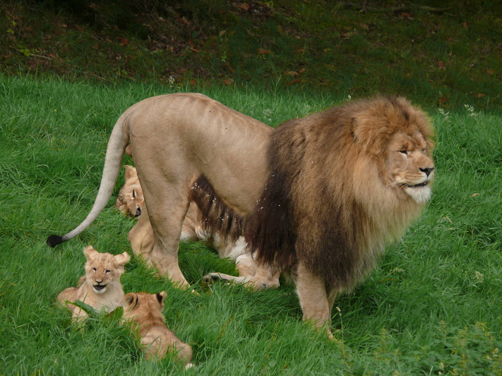 African lion (Panthera leo) - ZooChat