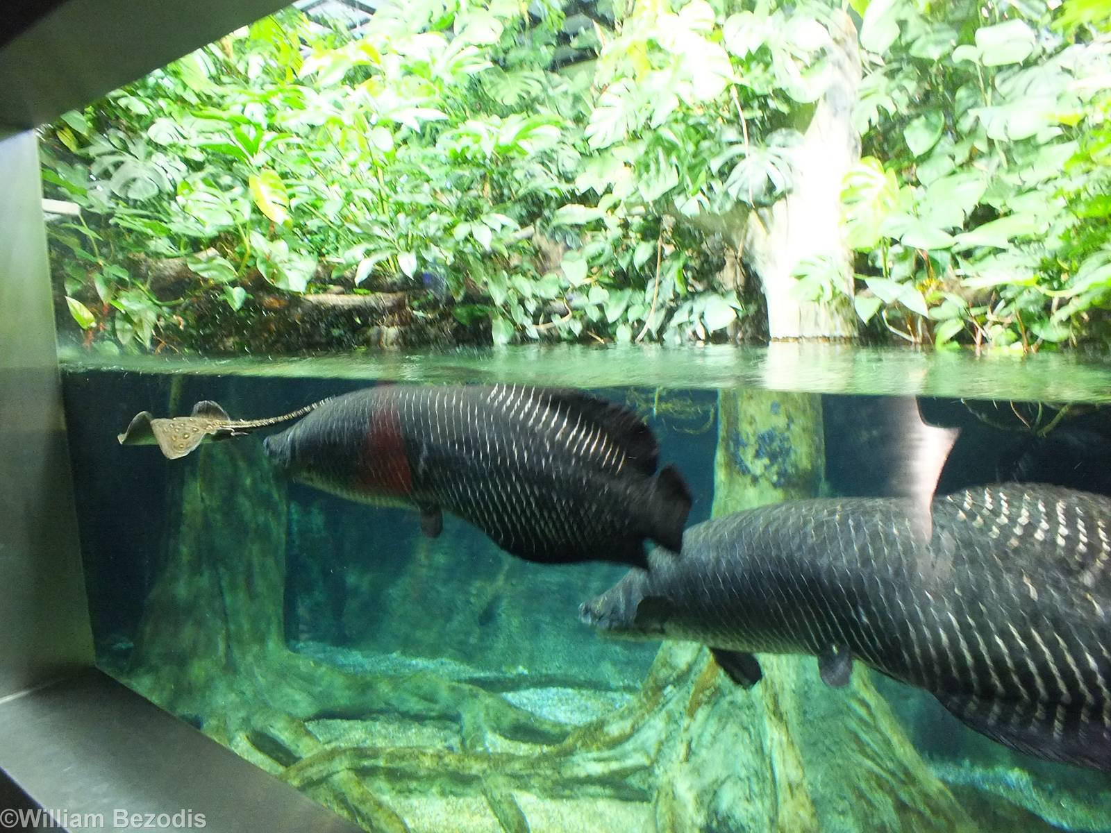 Arapaima and Stingray Tank in the Newly Renovated Aquarium - ZooChat