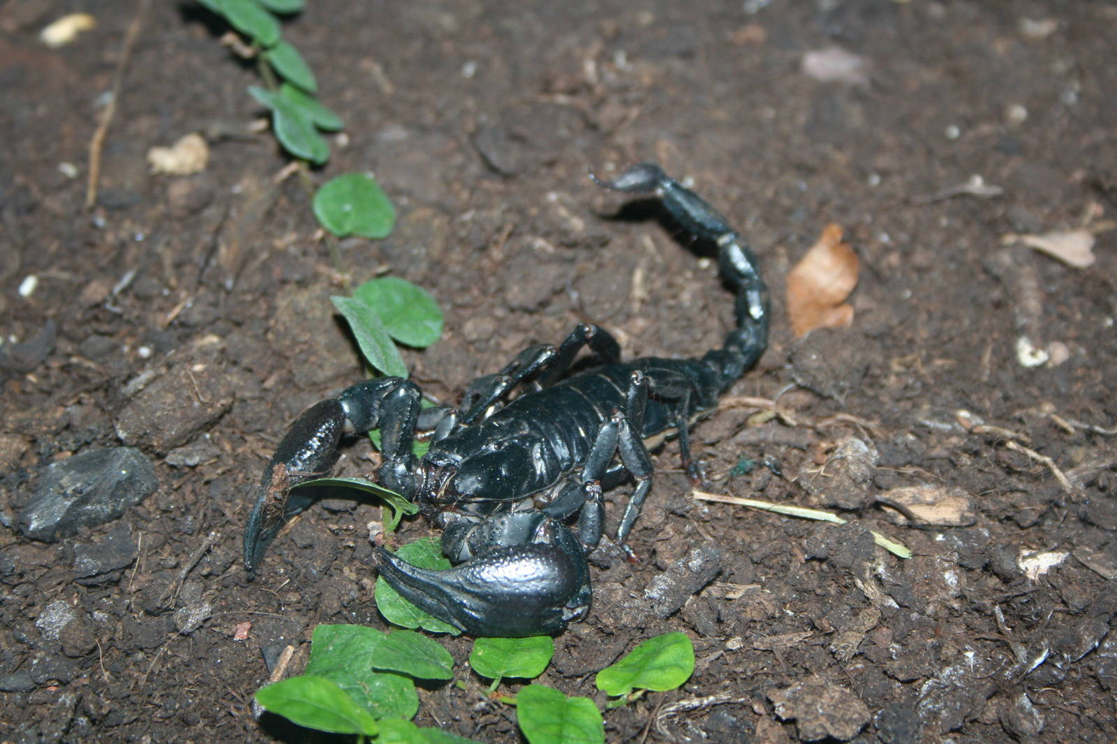 Asian forest scorpion.