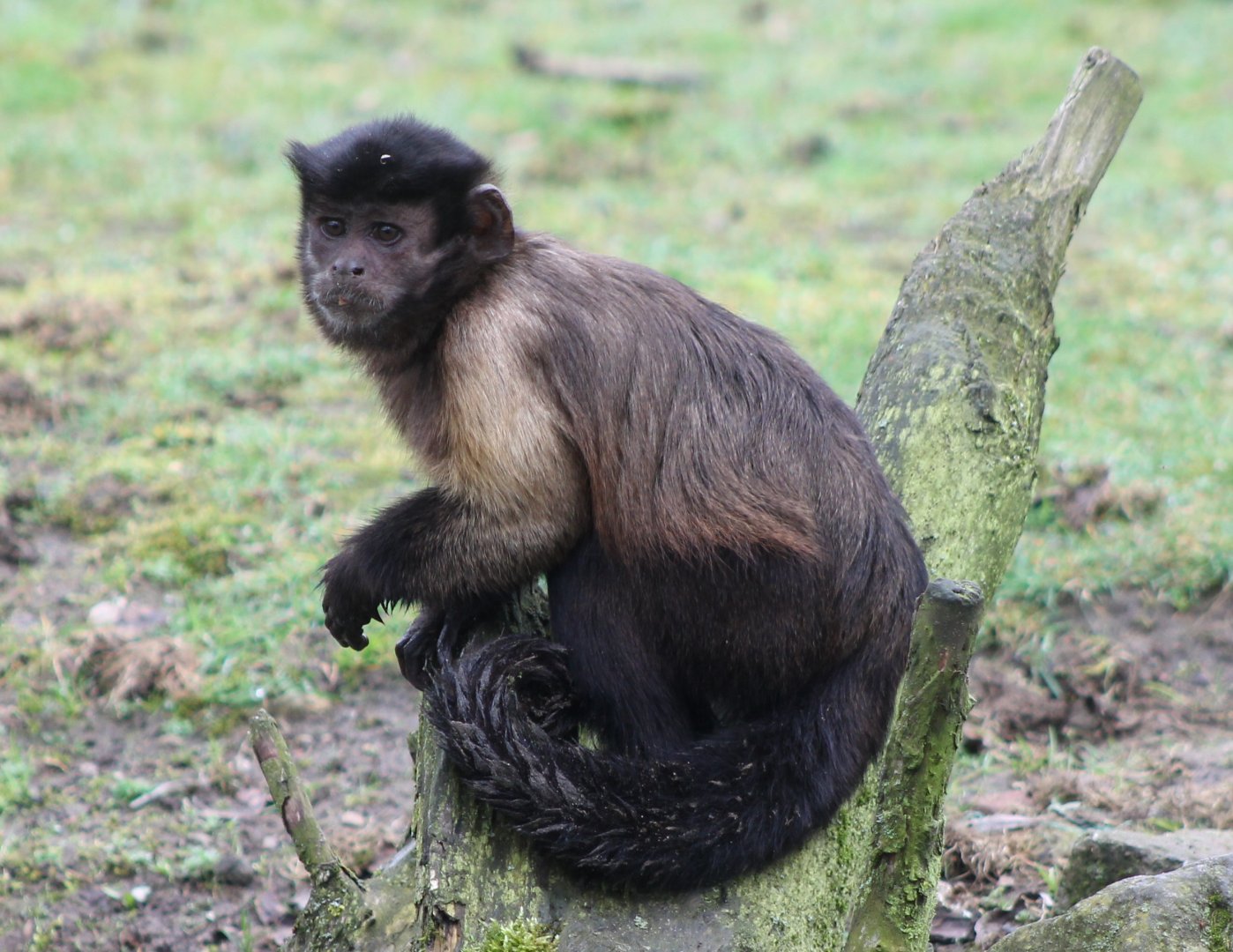 black-capped capuchin