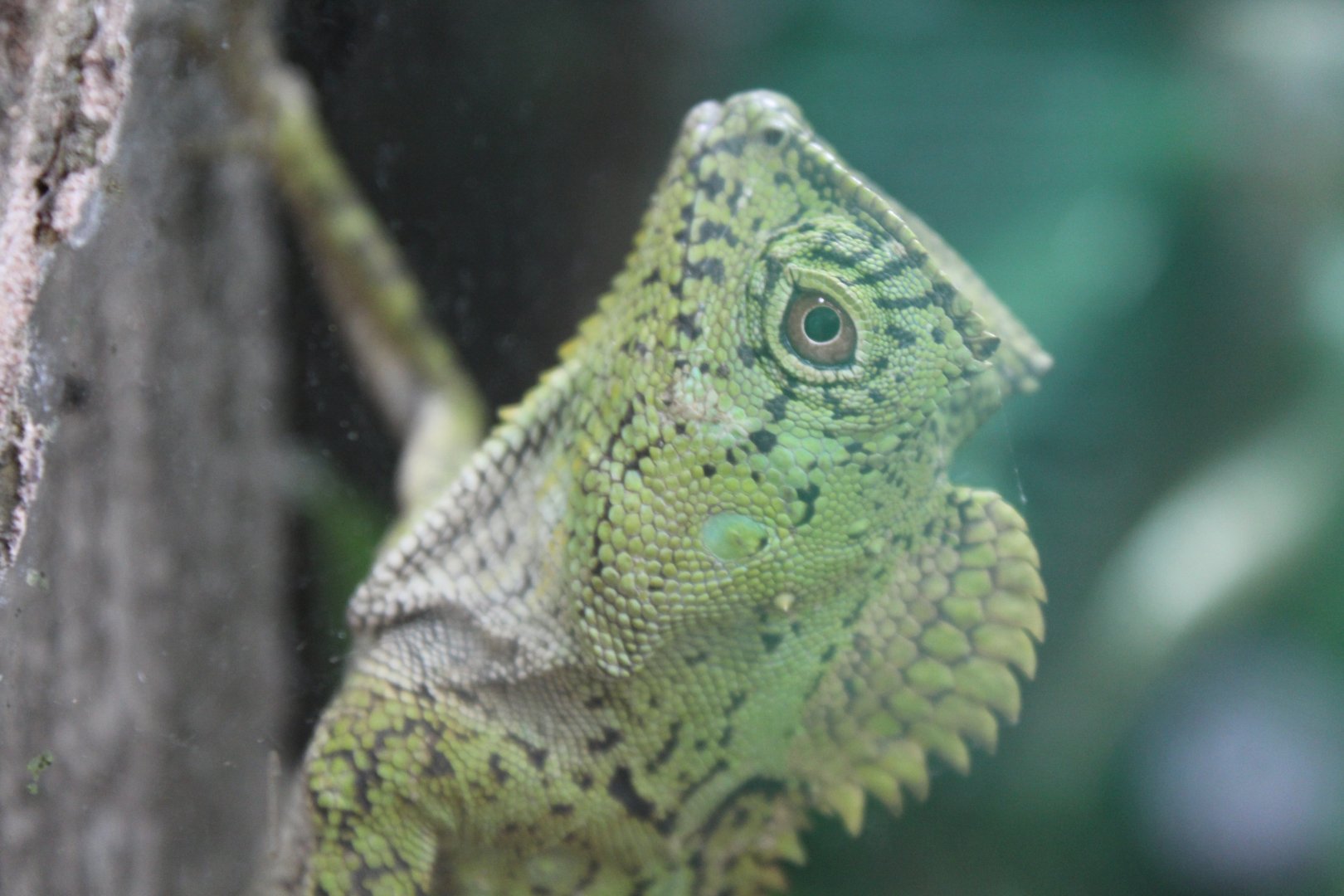 Chameleon Forest Dragon Chester zoo 9 April 2017 - ZooChat