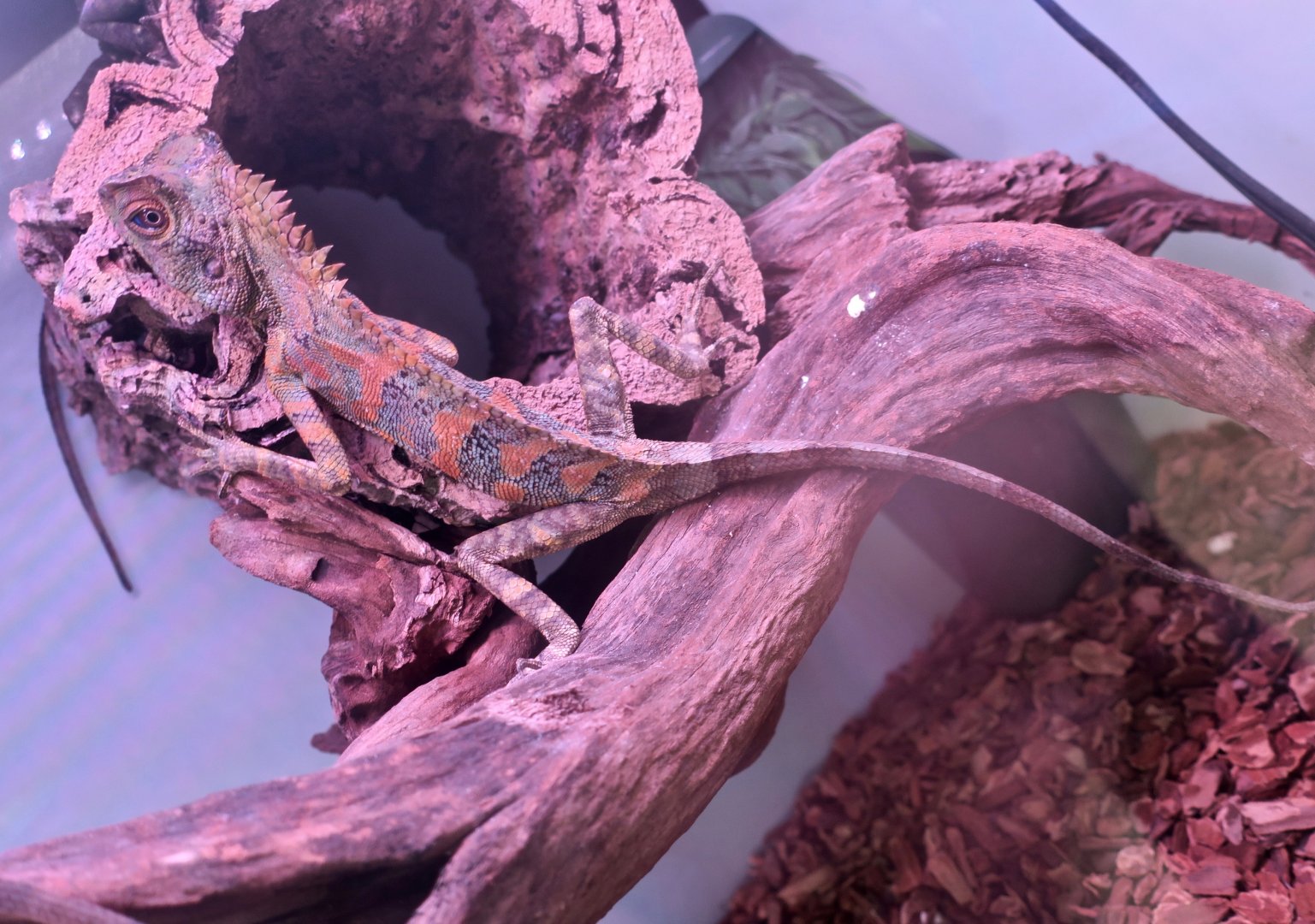 Chameleon Forest Dragon (Gonocephalus chamaeleontinus) - ZooChat