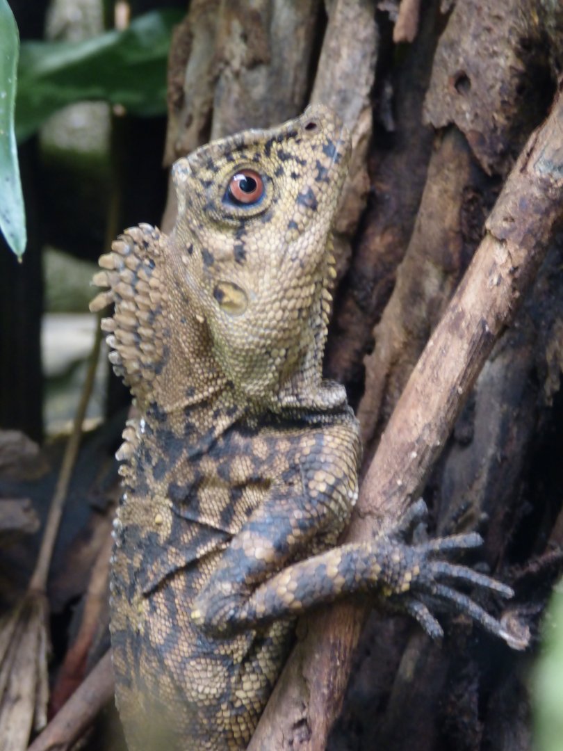Chameleon Forest Dragon - ZooChat