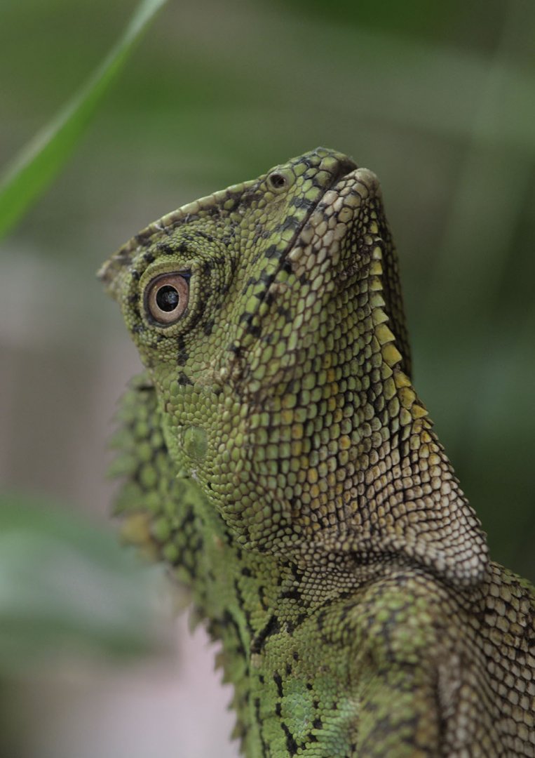 Chameleon forest dragon - ZooChat