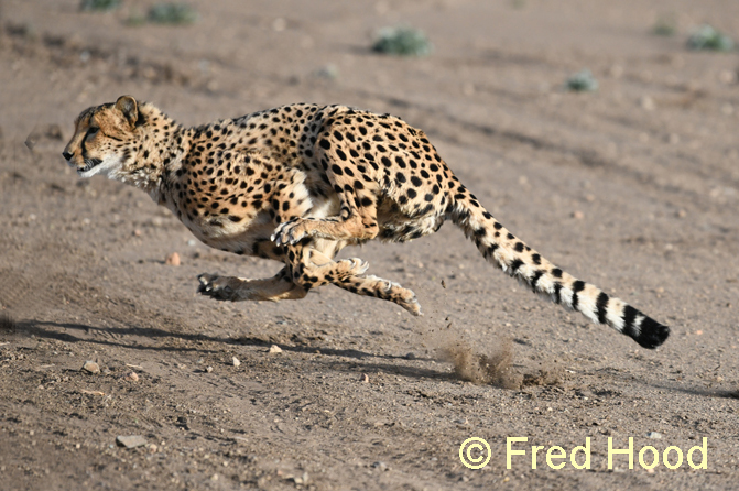 cheetah run demonstration - ZooChat