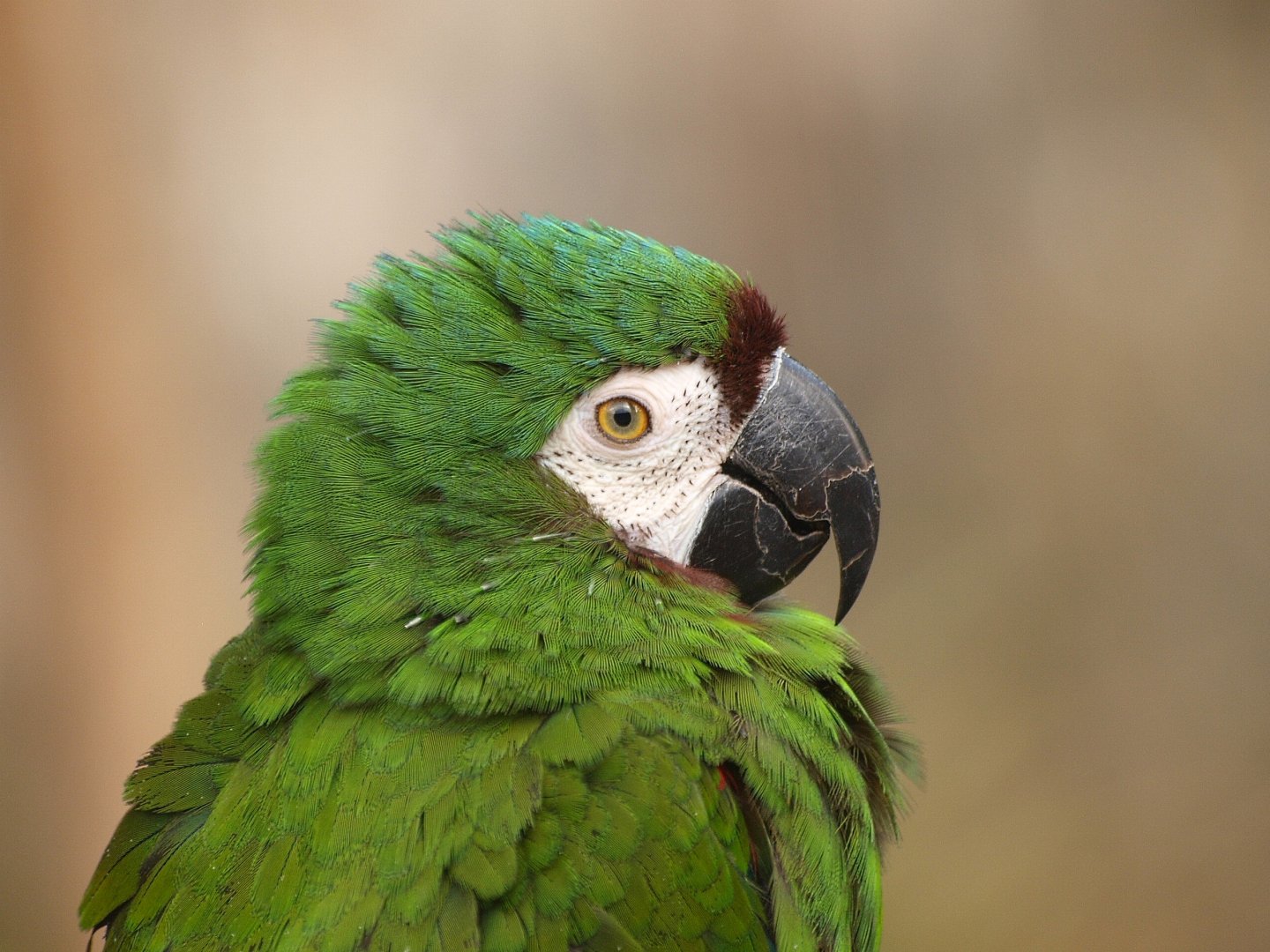 Chestnut Fronted Macaw Or Severe Macaw Ara Severus 2015 11 08 Zoochat,Woodpecker Types