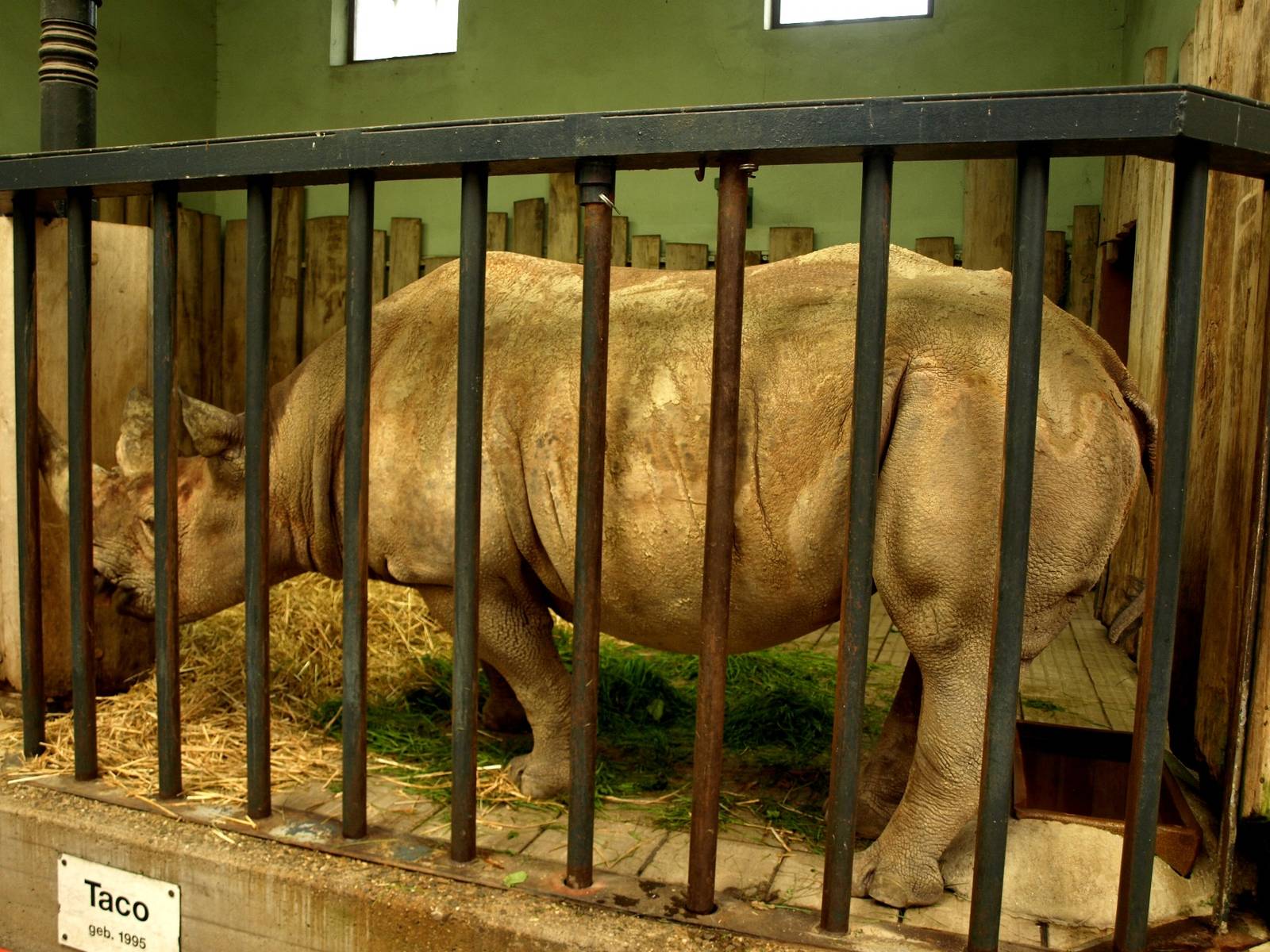 Cologne Zoo - Moorish House (rhino) - ZooChat