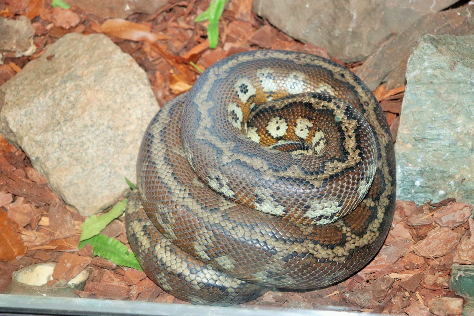 Soubor:Darwin Carpet Python (Morelia spilota variegata 