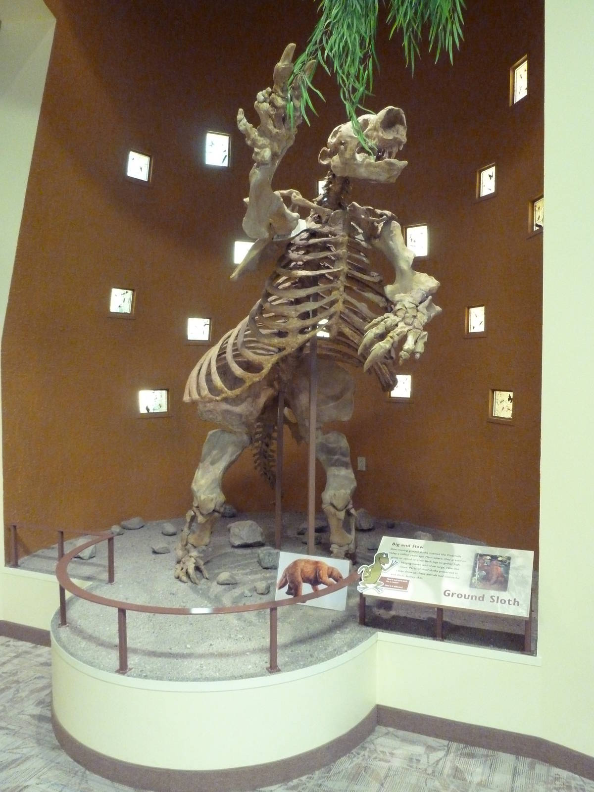 Discovery Center - Ground Sloth Skeleton - ZooChat