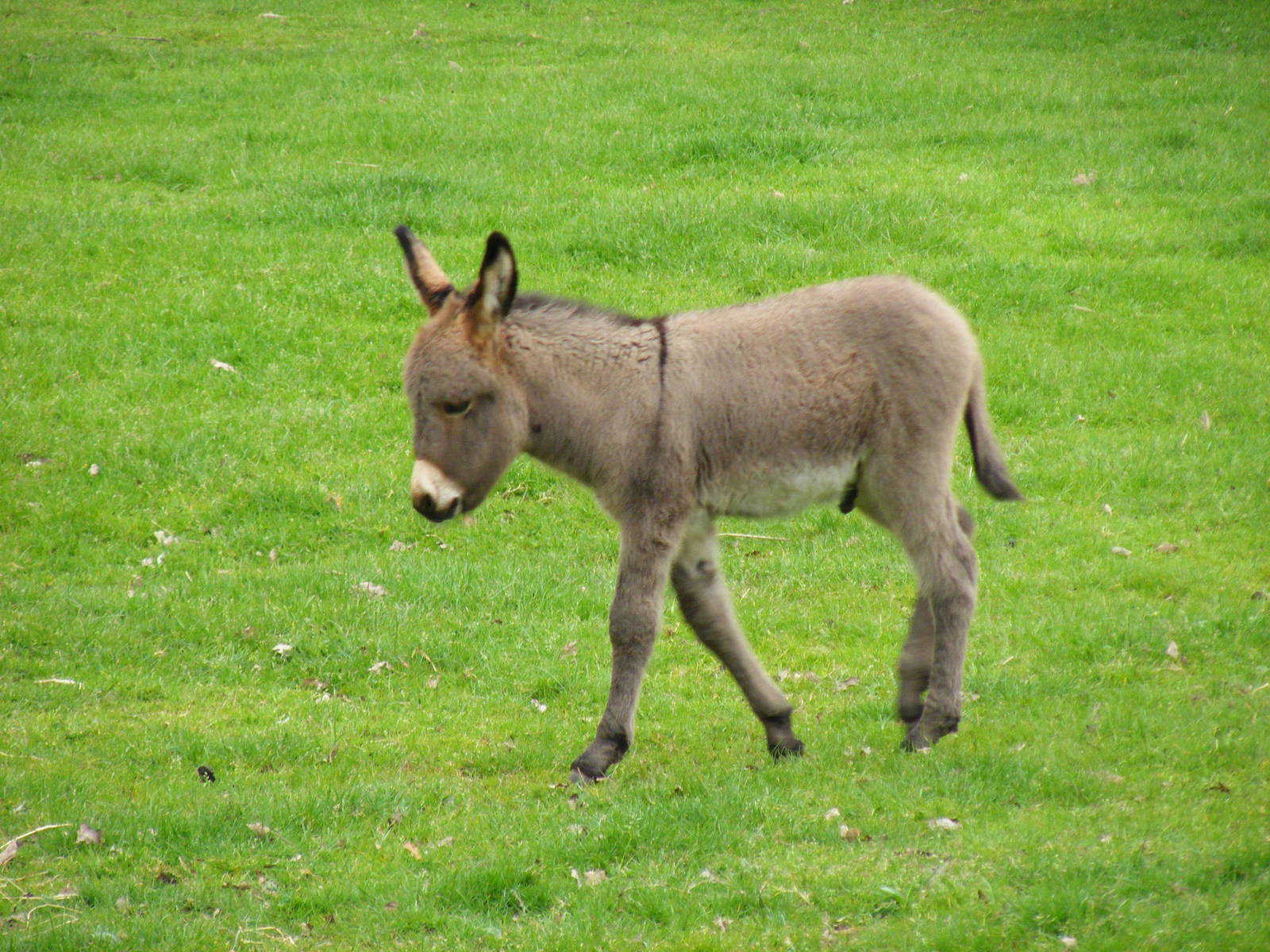 Donkey foal at Blair Drummond Safari Park, 19 May 2010. 