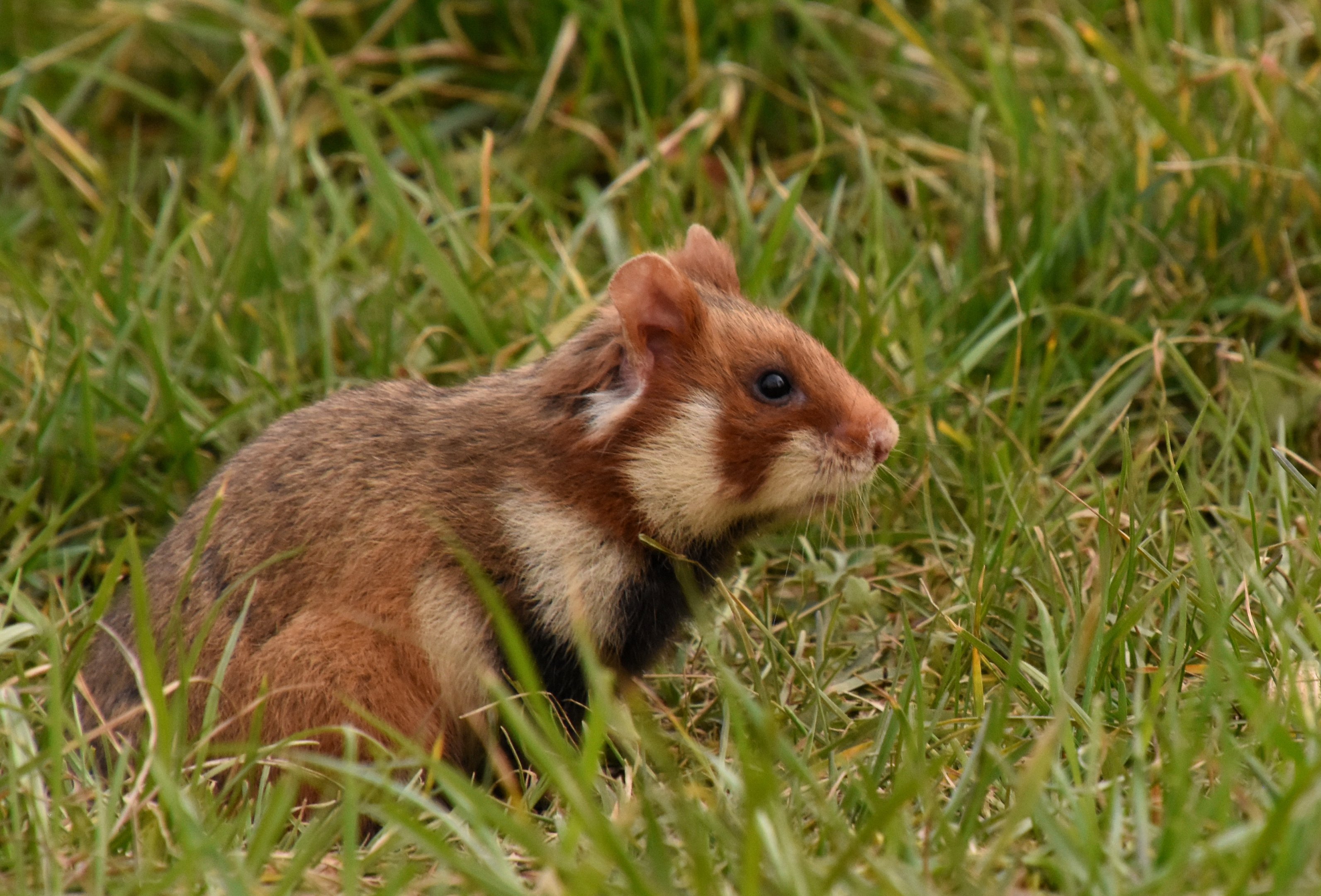 Mesocricetus newtoni Romanian Hamster 