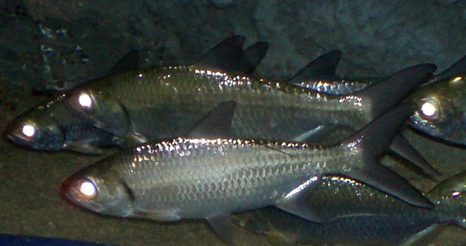 Kenali Jenis - Jenis Ikan yang Juga Memiliki Perilaku 'Mudik'