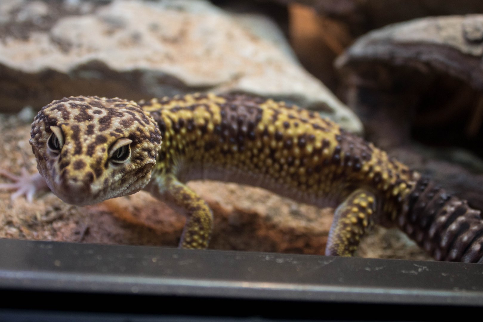 Iranian leopard gecko. 