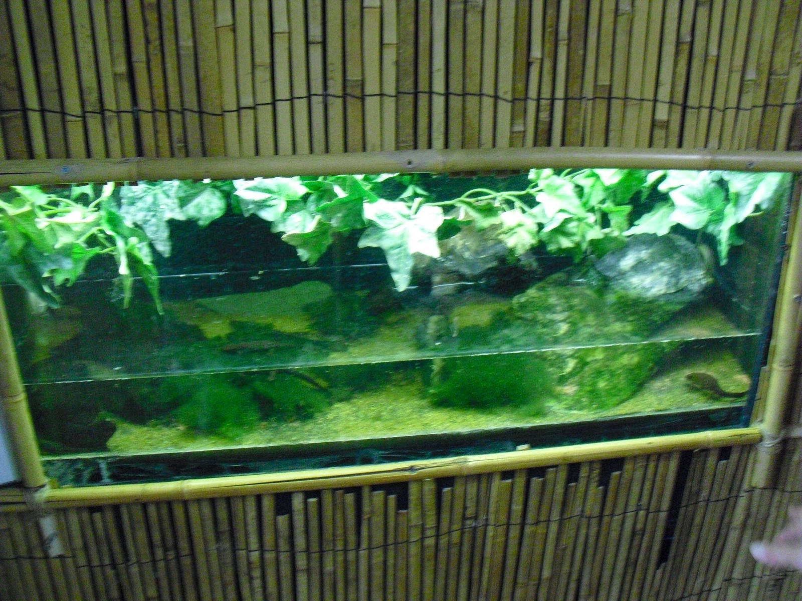 Japanese Fire Bellied Newt Tank 27 10 2011 Zoochat,Mojito Recipe Picture