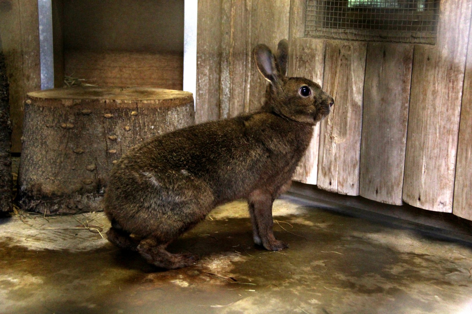 japanese hare lepus brachyurus