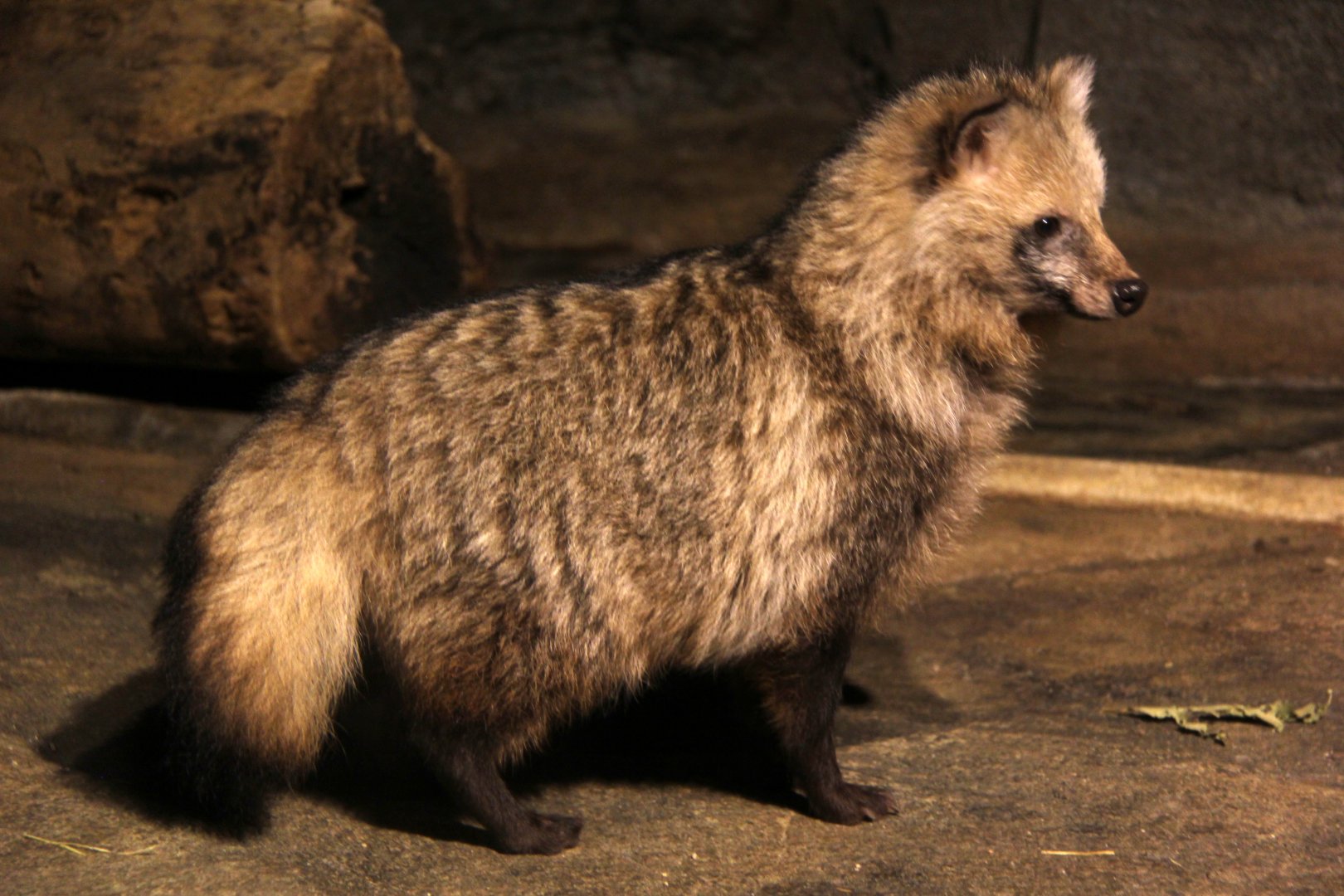 Japanese raccoon dog (Nyctereutes procyonoides viverrinus ...