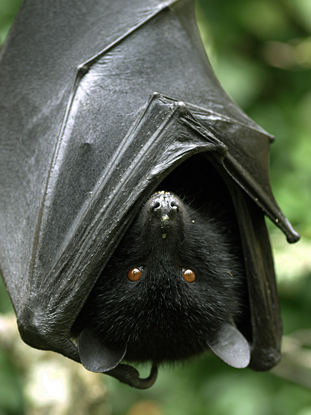 9cm x 6cm Zoo Xmas Gift Livingstone's Fruit Bat Fridge Magnet JUMBO SIZE 