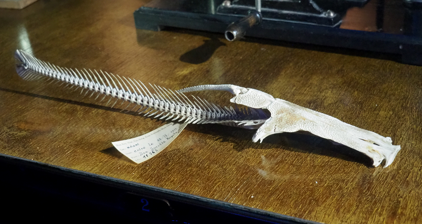 Loricariidae Catfish skeleton, 20200903 ZooChat