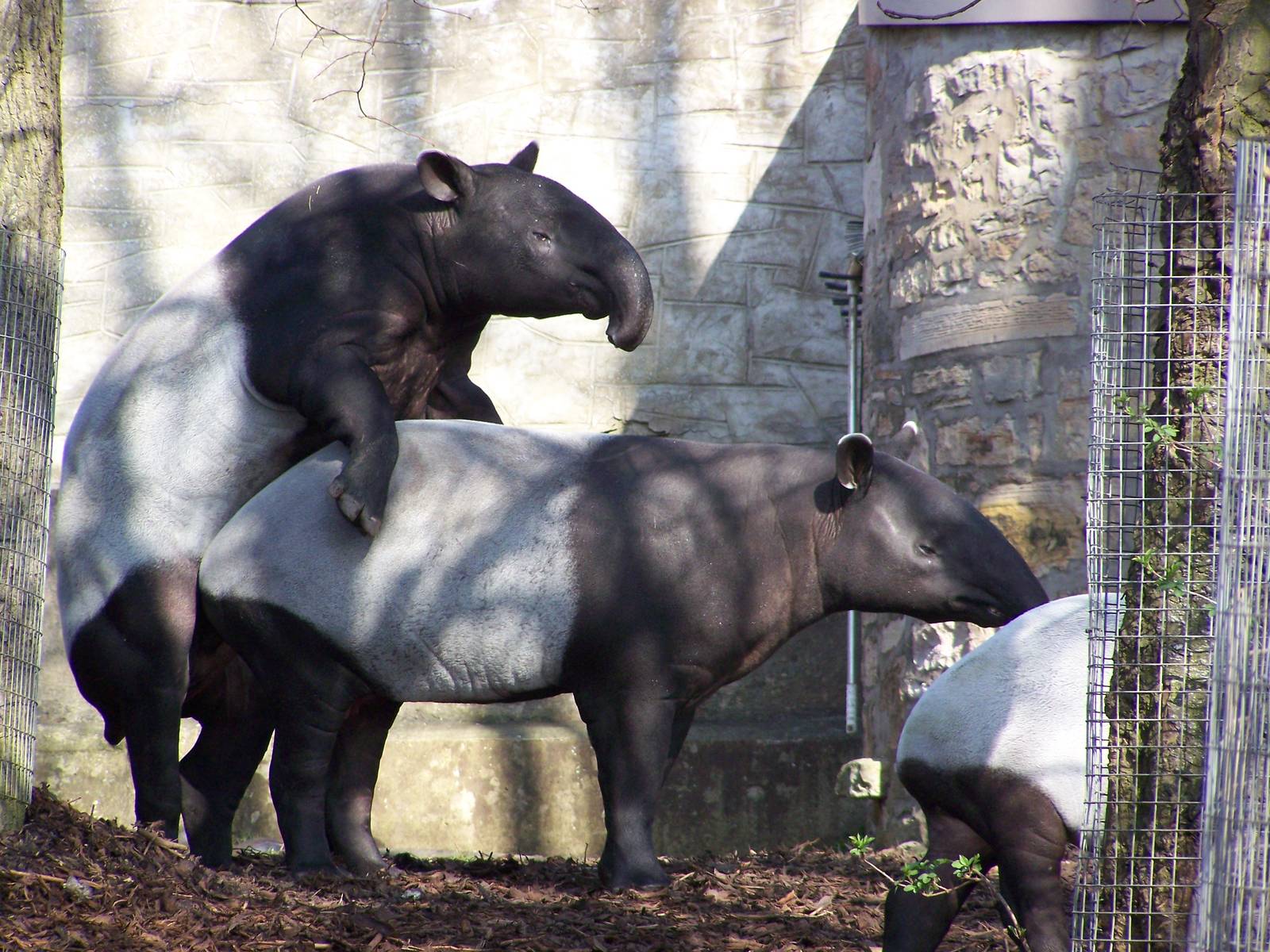 Sex tapir Tapir Sex. 