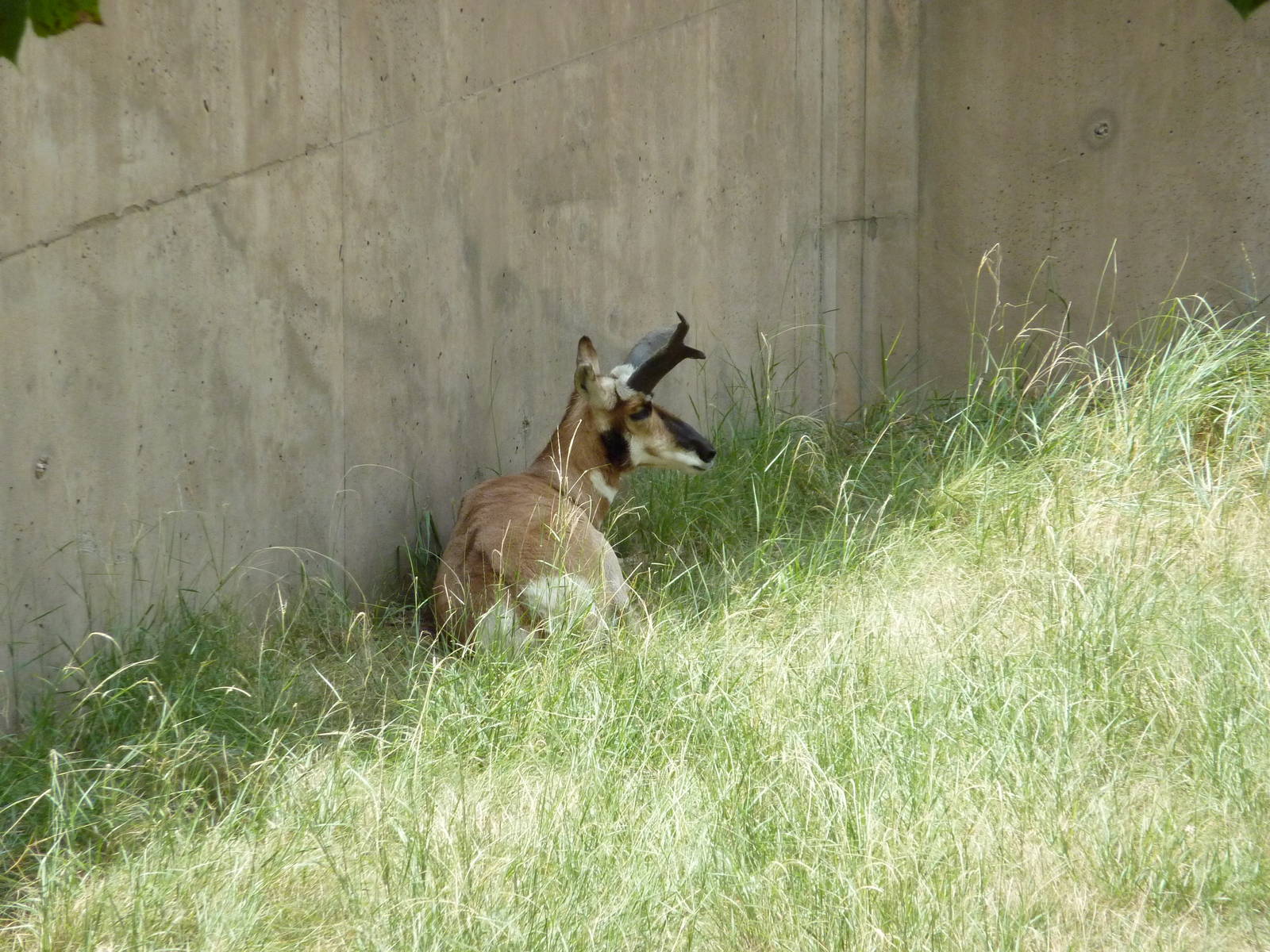 North America - Pronghorn Antelope | ZooChat