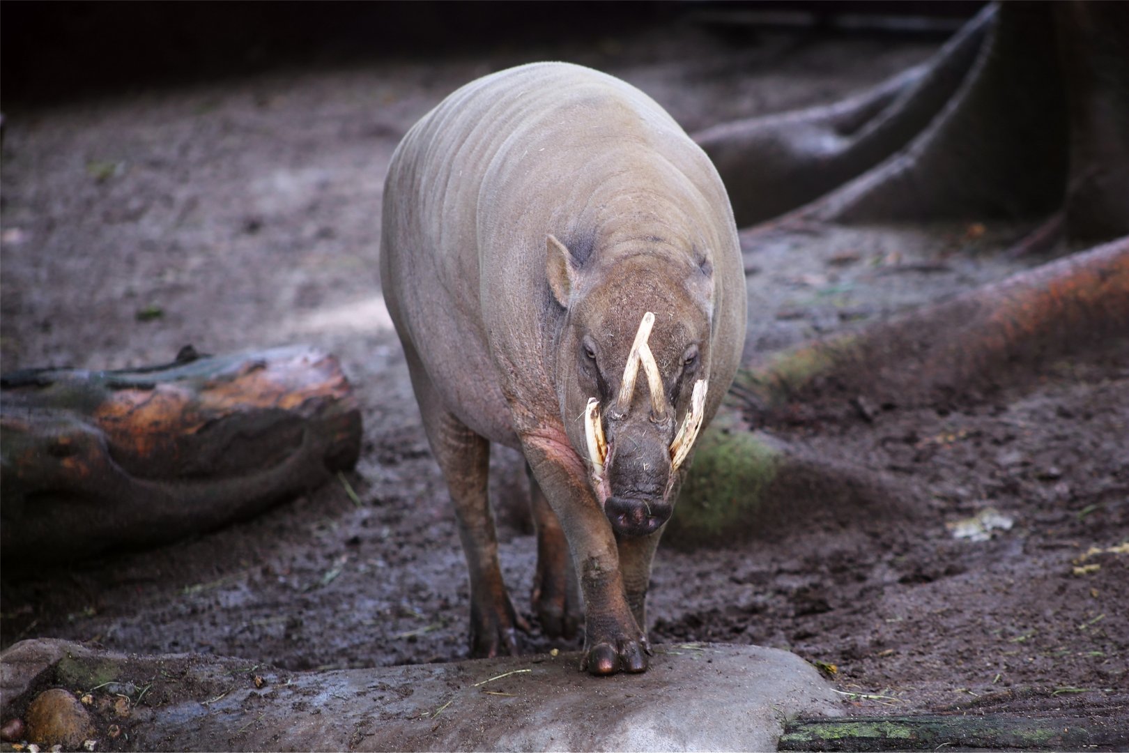 North Sulawesi babirusa - ZooChat