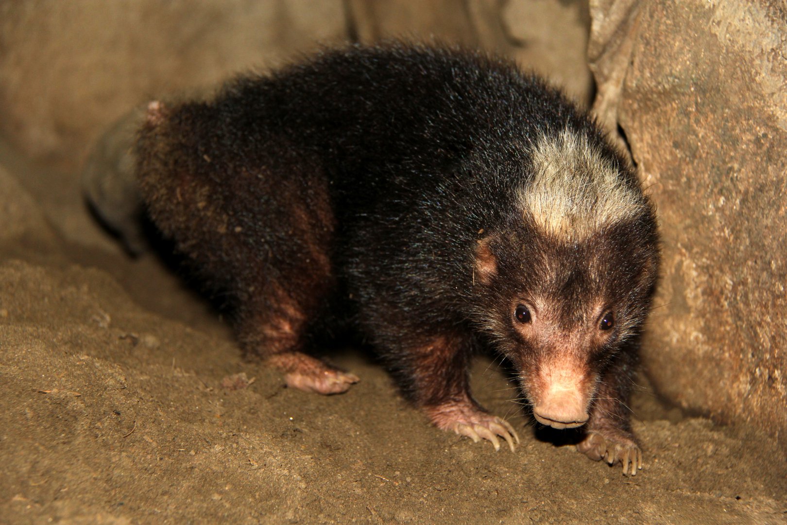 Palawan Stink Badger profile facts, lifespan, traits, fur, habitat, breeding, range, diet, adaptation, predators, threats, prey, ecology