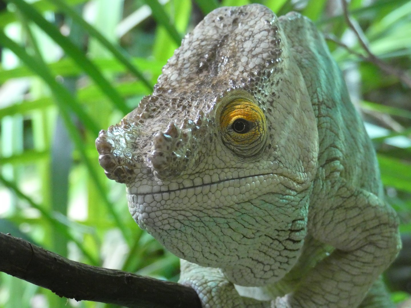 Parson's Chameleon - ZooChat