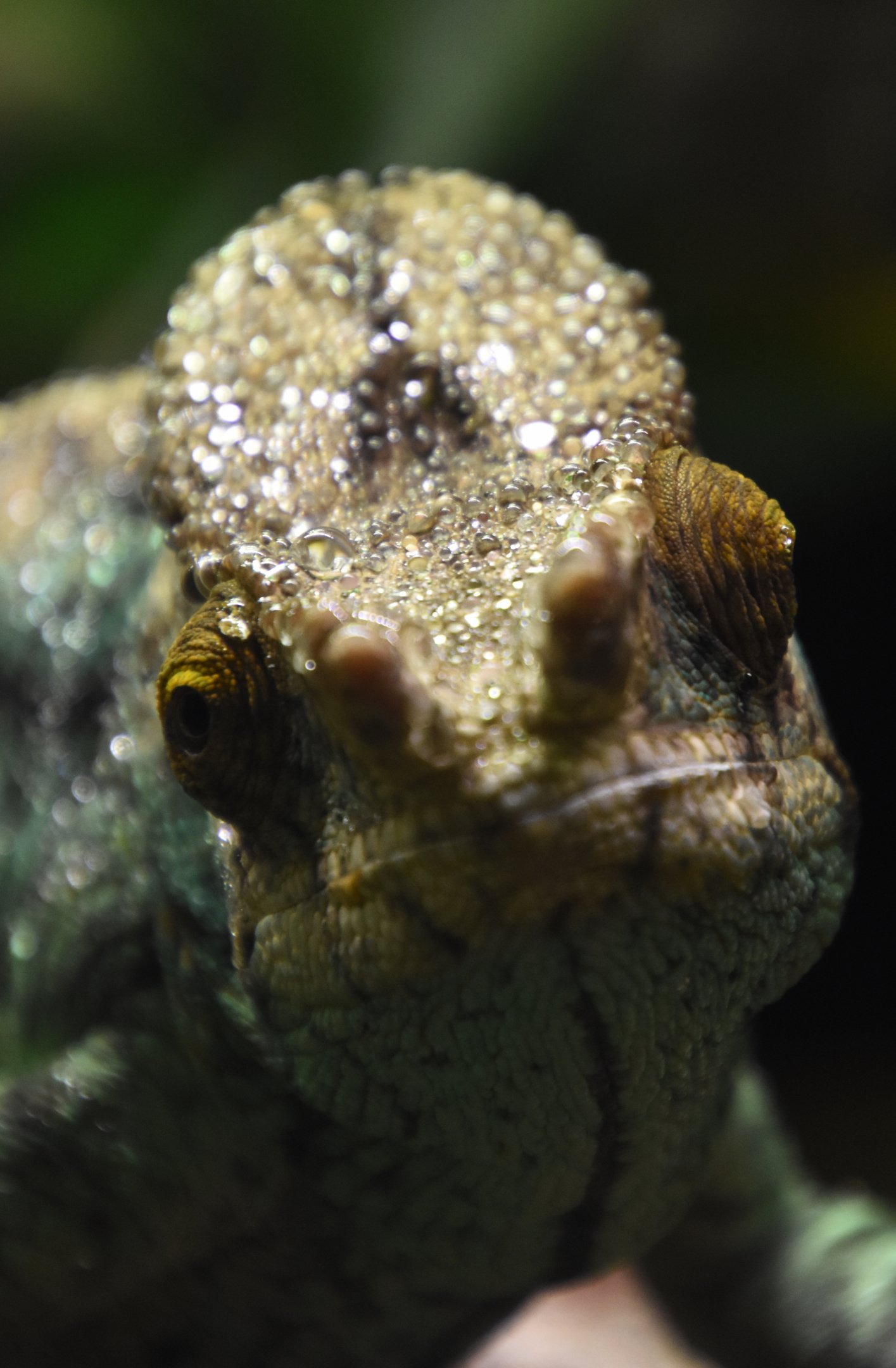 Parson's chameleon - ZooChat