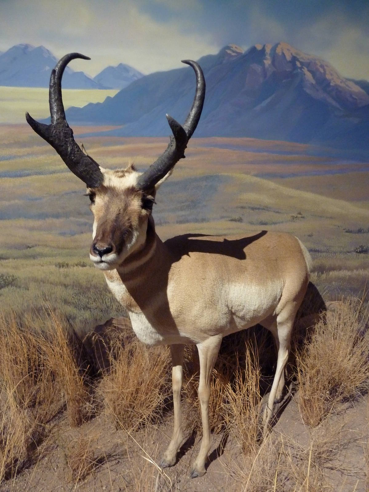 Pronghorn Antelope - ZooChat
