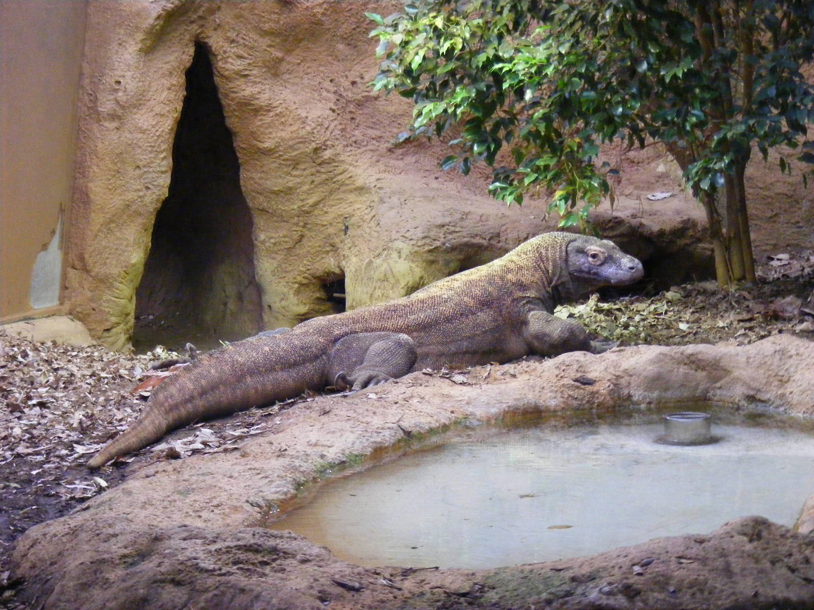 Komodo Dragon London Zoo