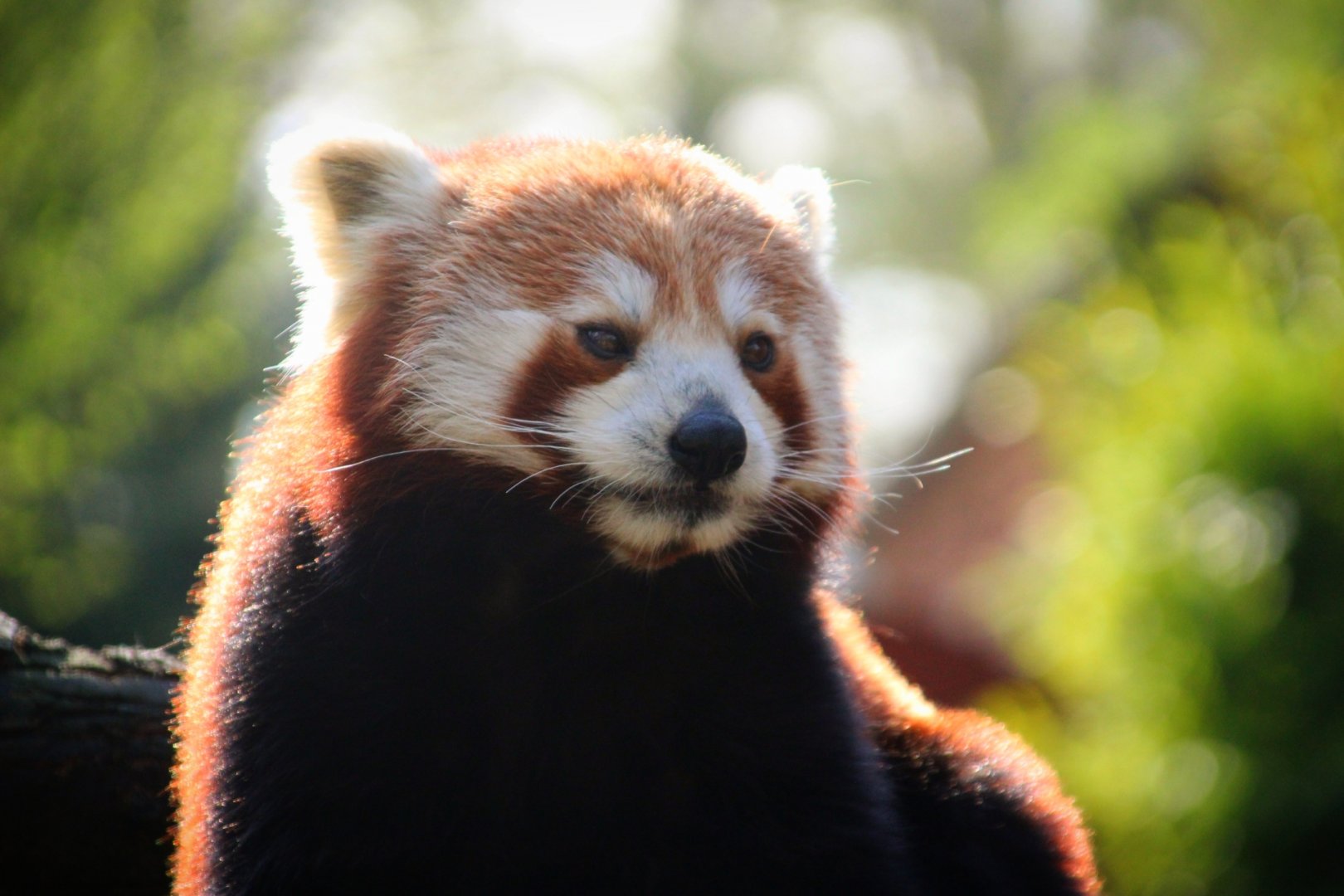 longleat safari park red panda