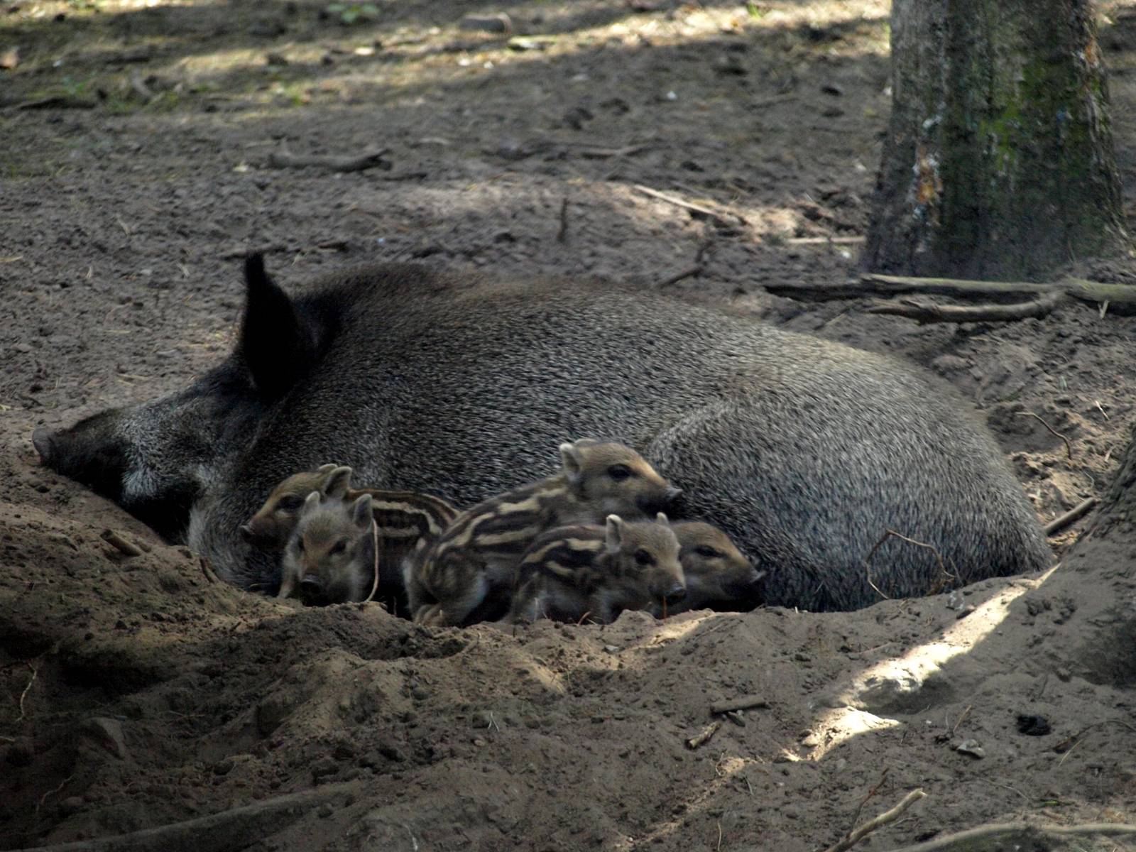 Scandinavian Wildlife Park - Wild boars - ZooChat