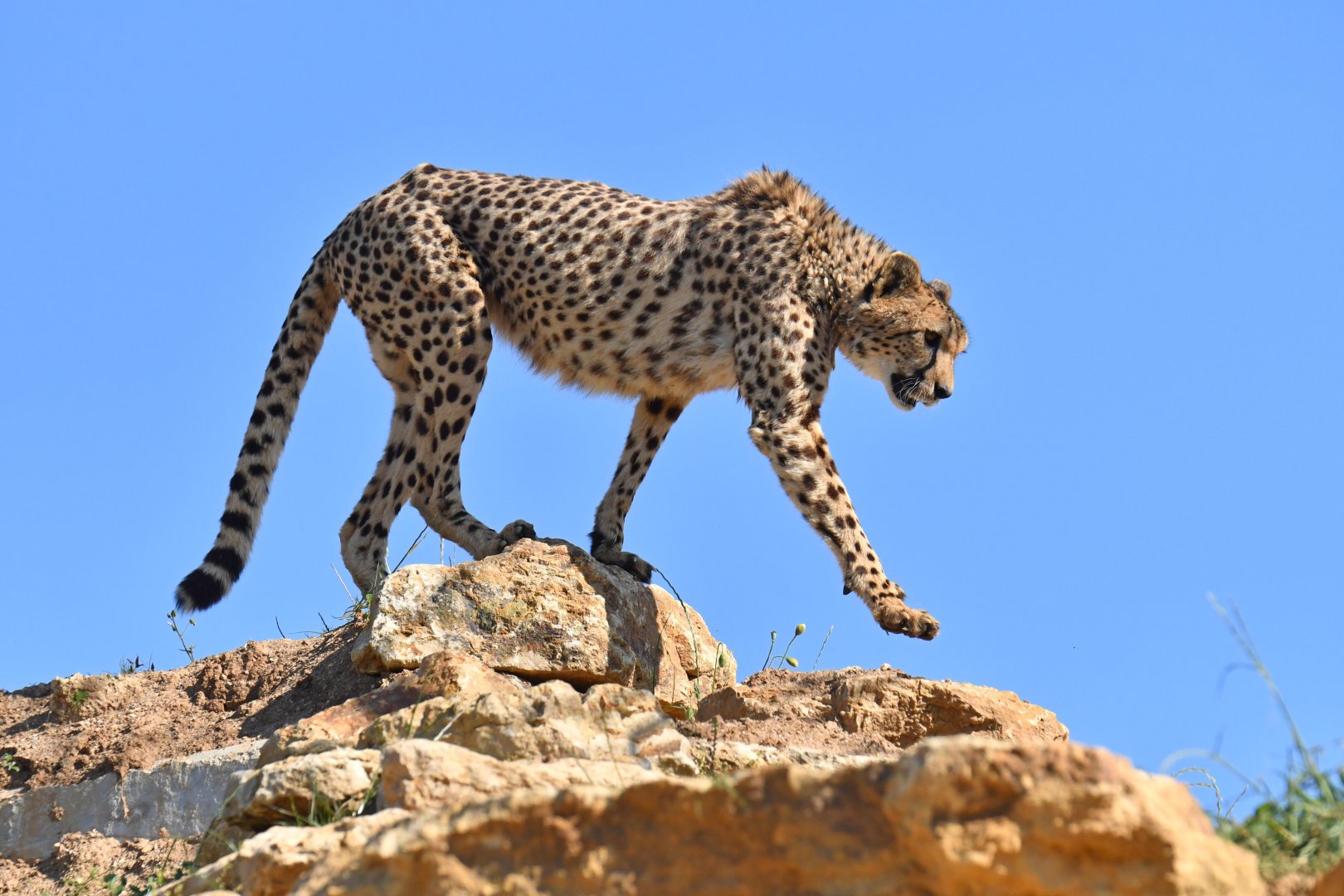 Cheetah Walking In Dry Grass (Acinonyx Jubatus), Masai 