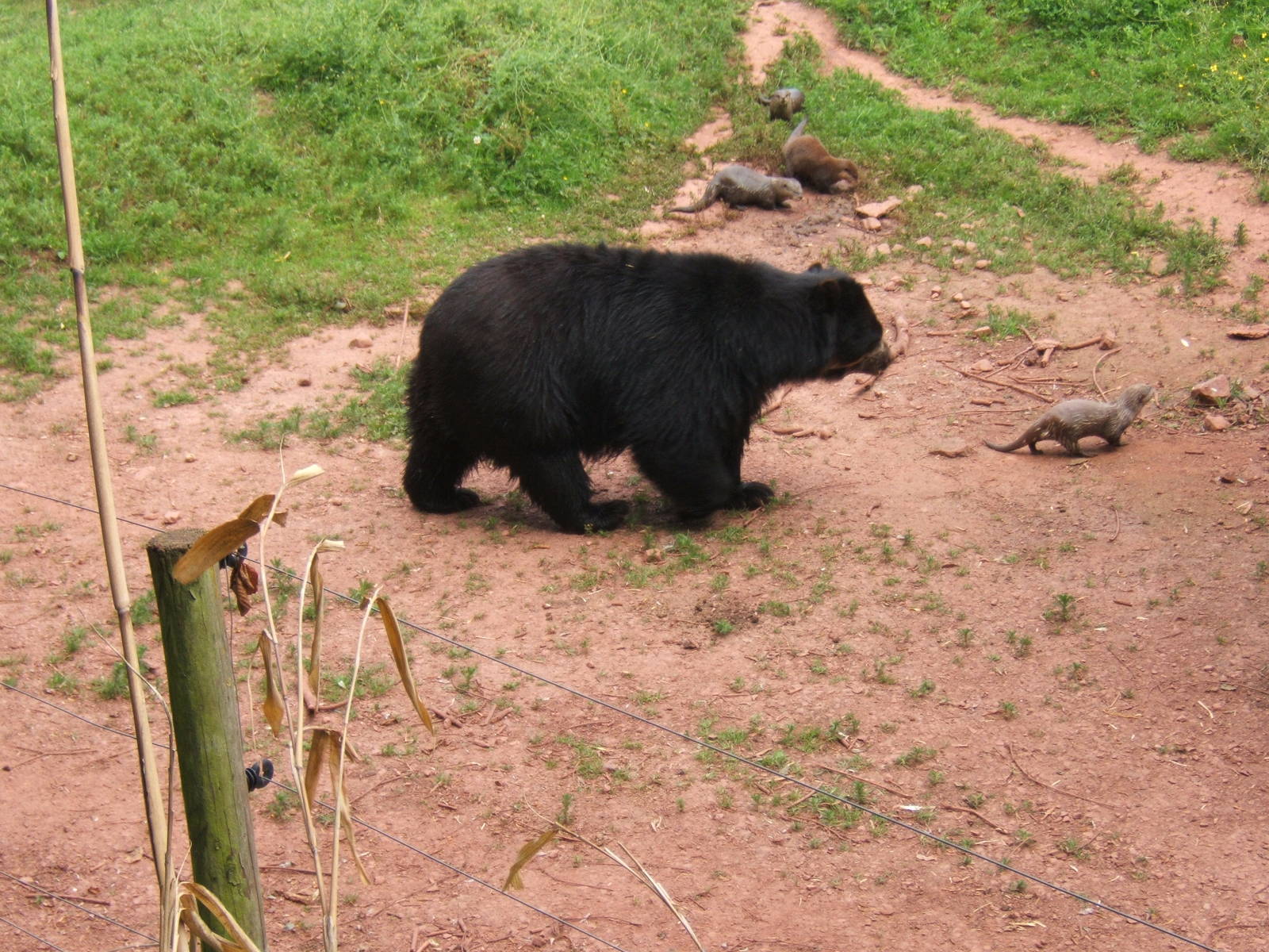 Spectacled bear and Asian Short-clawed Otter - ZooChat