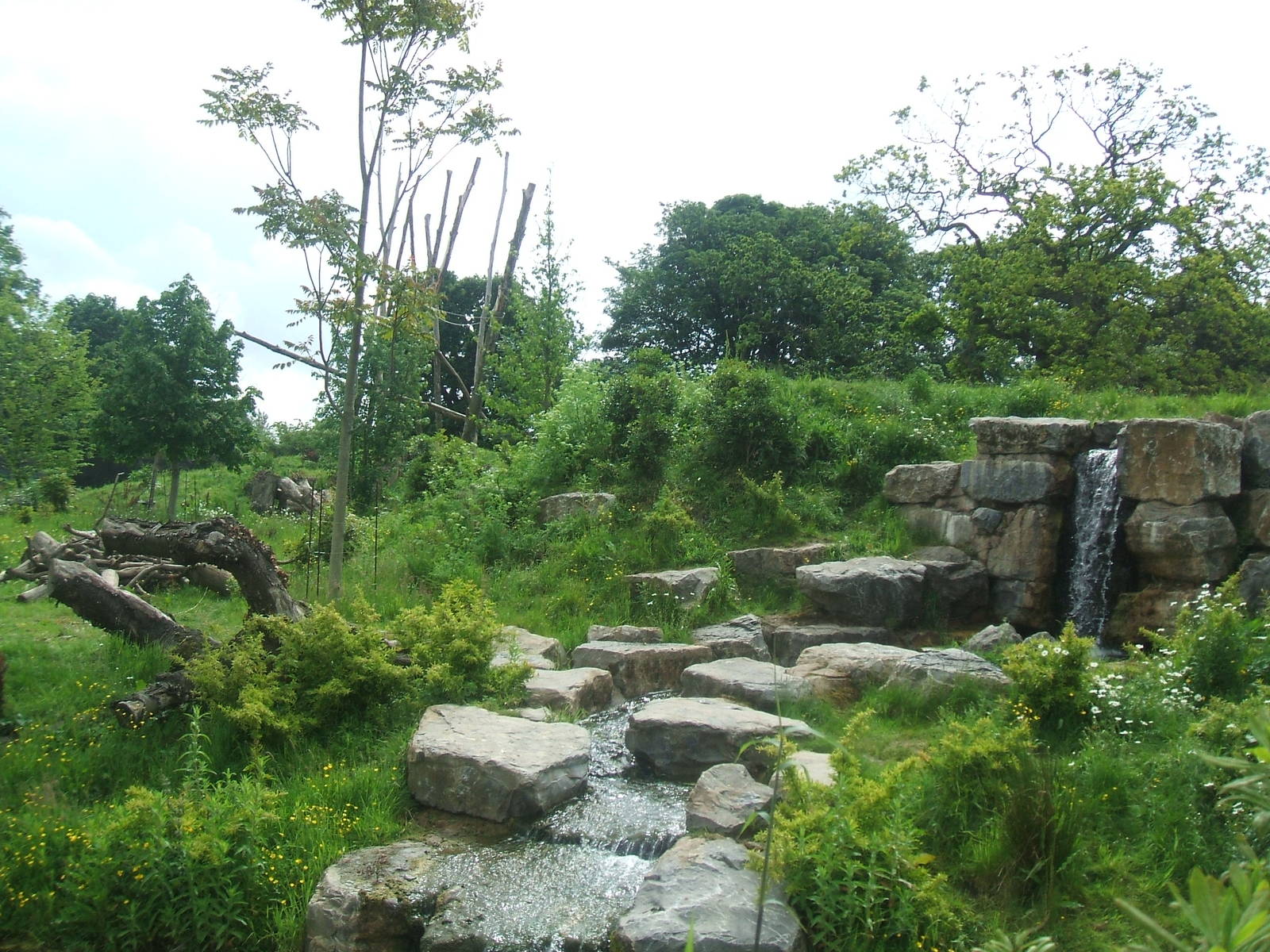 Spectacled Bear enclosure at Chester - ZooChat