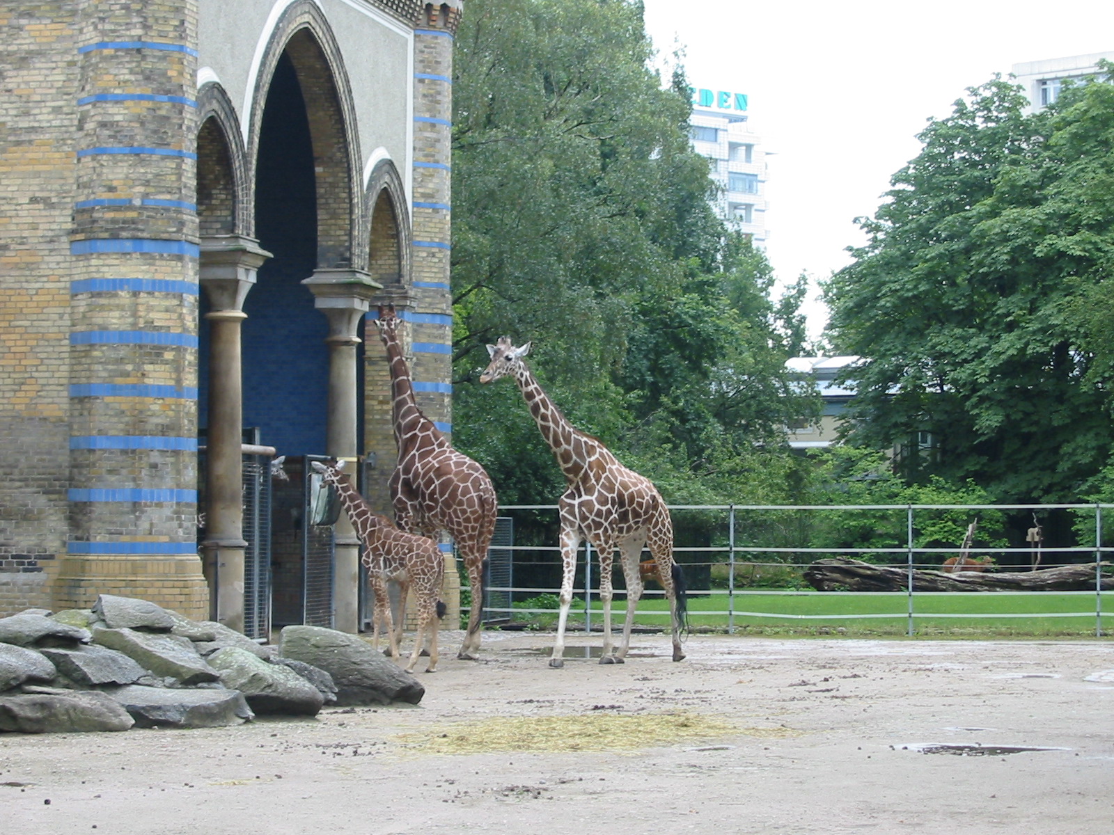 Giraffe Berlin